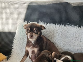 Chihuahua dogs STUNNING SMOOTH COAT CHIHUAHUAS - Advert 1