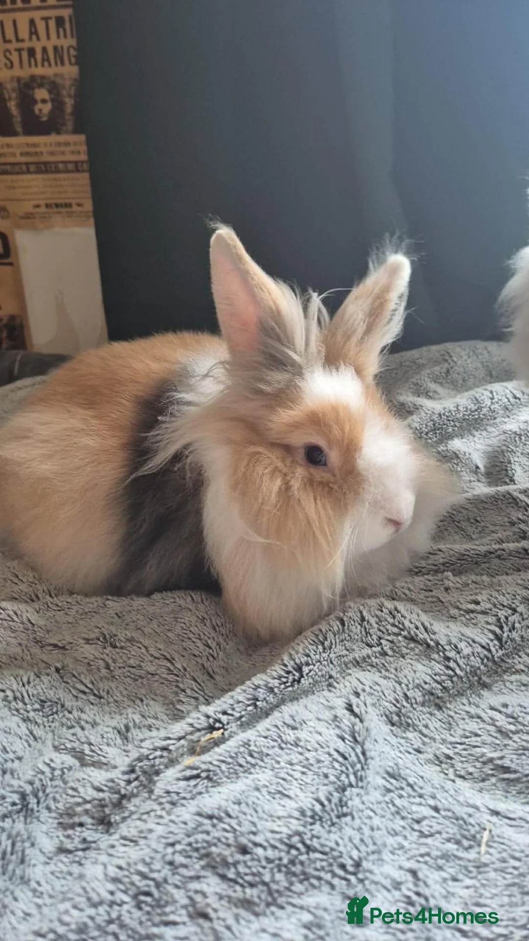 Mixed Breed rabbits for sale: Cute rabbits - Advert 2
