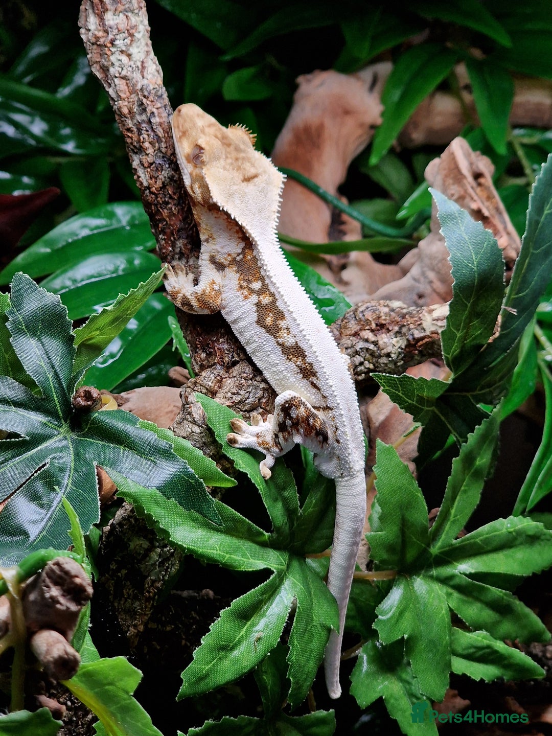 Gecko reptiles for sale: 2 x Male Crested Geckos  - Image 2