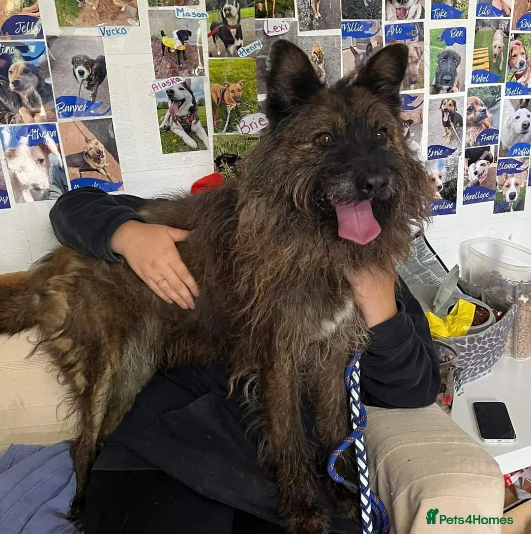 Mixed Breed dogs for adoption: Meet Aran, currently residing in Cheshire  in Nantwich - Advert 5