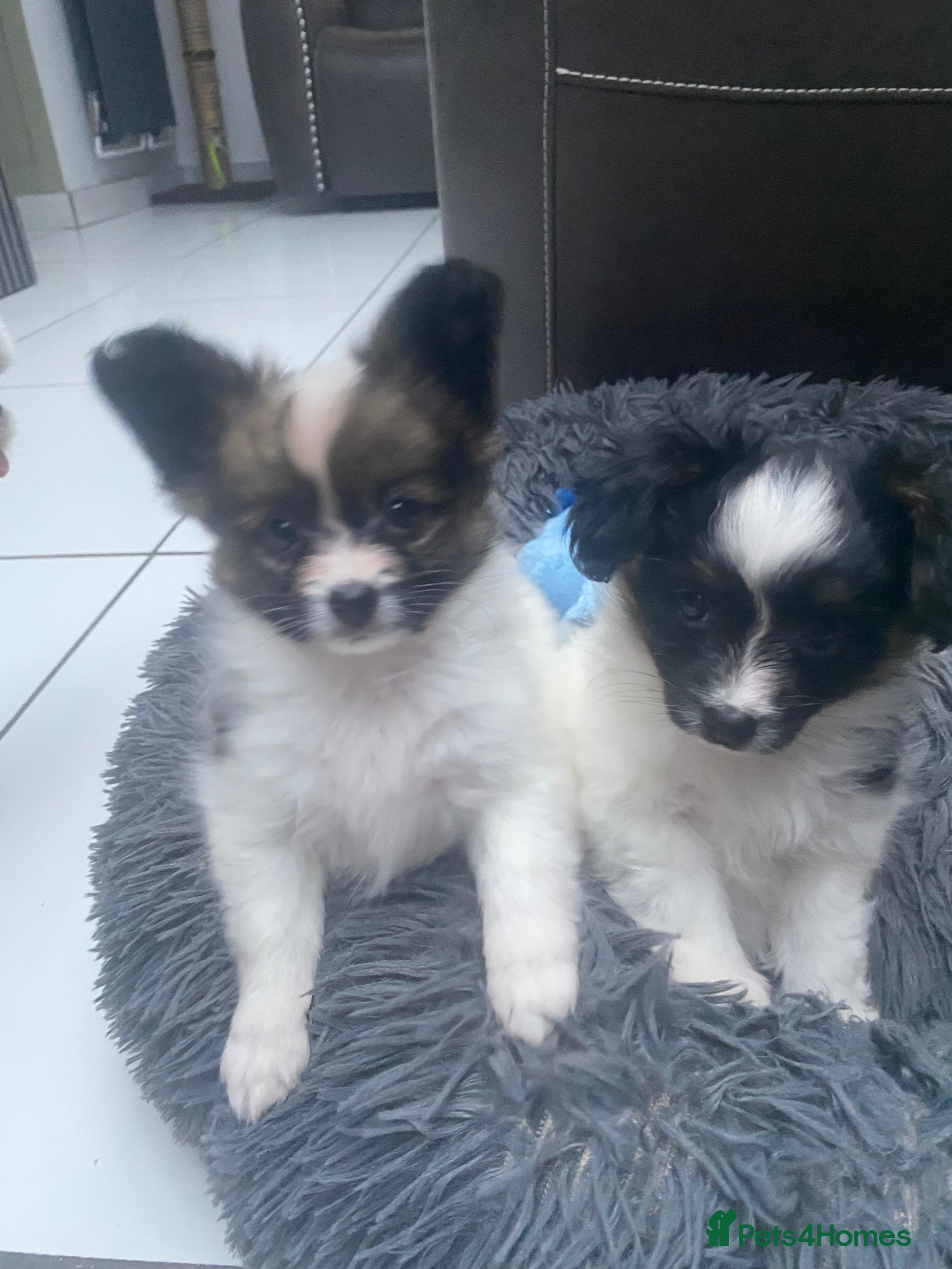 Papillon dogs Last papillon girl - Advert 2