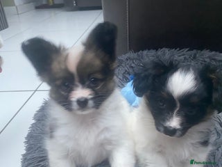 Papillon dogs Last papillon girl - Advert 2