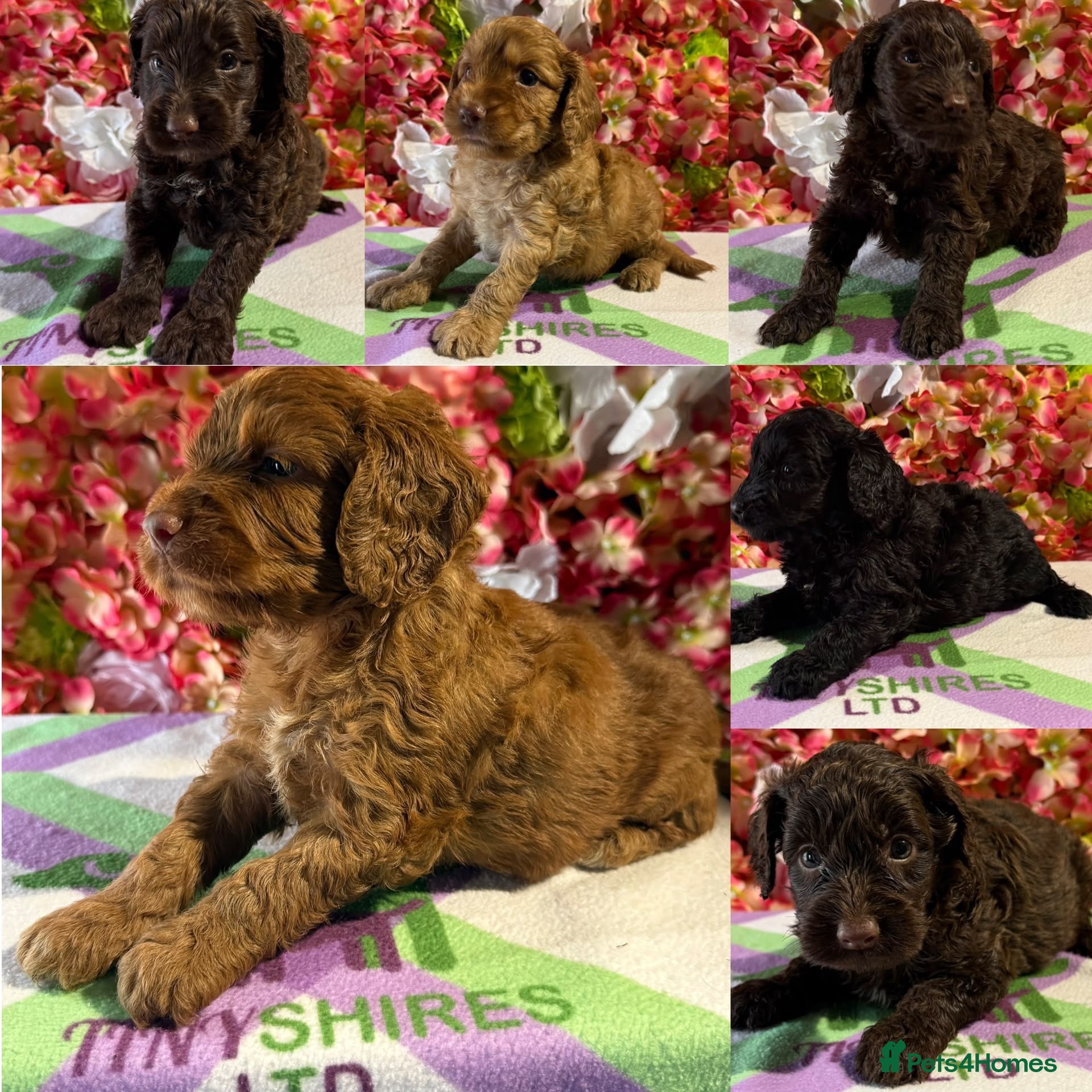 Cockapoo dogs F1 mini Cockapoos 30 dna health tested various  - Advert 1