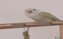 Lovebirds birds for sale: Lovebird (plus cage) - Image 6