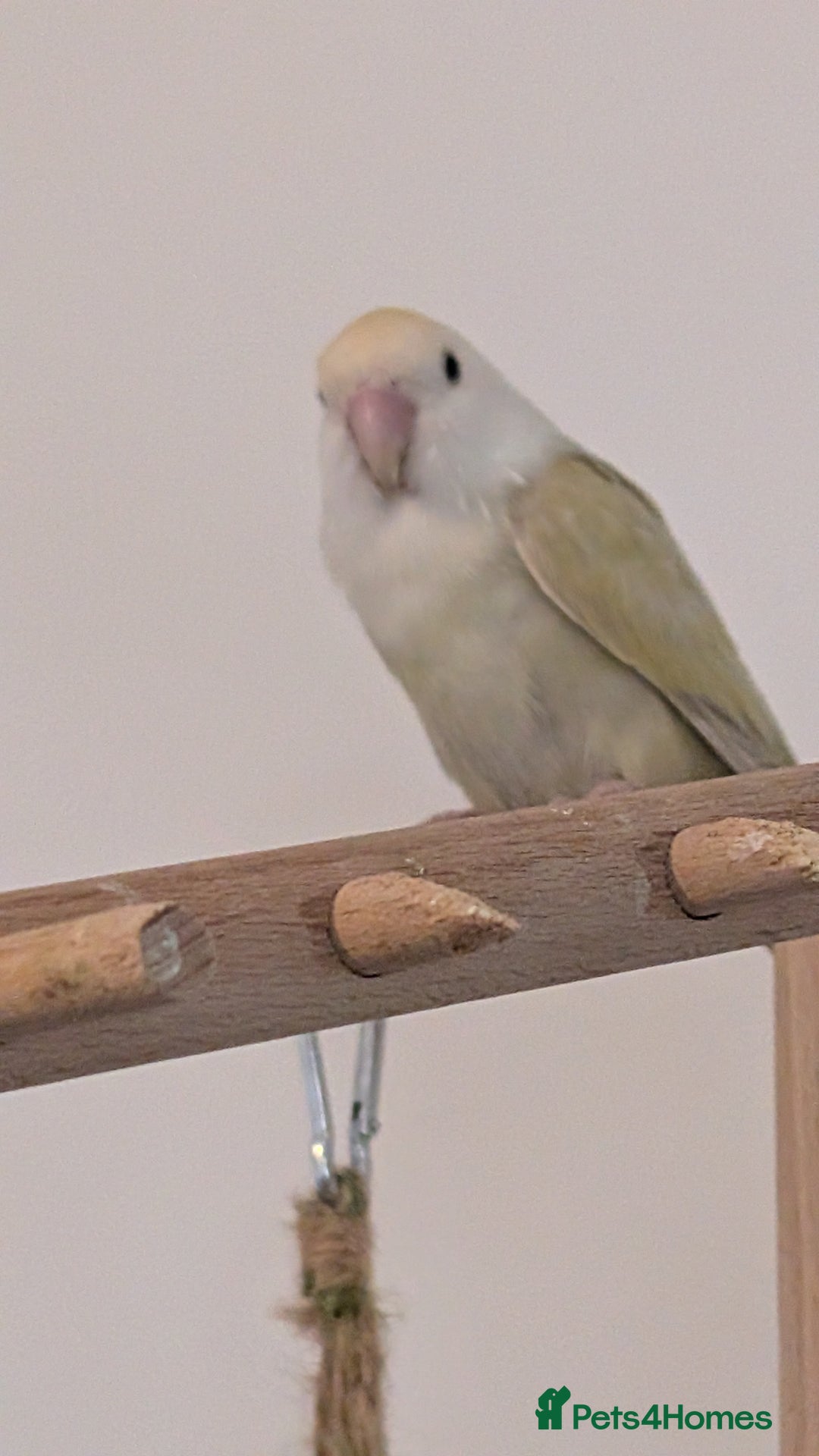 Lovebirds birds for sale: Lovebird (plus cage) - Image 6