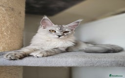 Maine Coon cats for sale: Maine Coon kittens  - Image 4