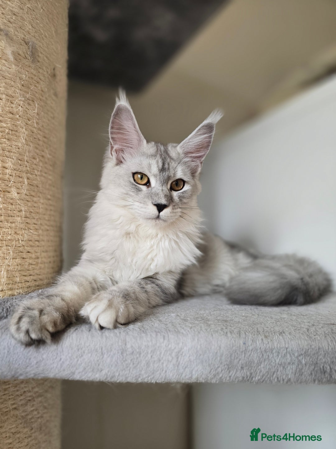 Maine Coon cats for sale: Maine Coon kittens  - Image 4