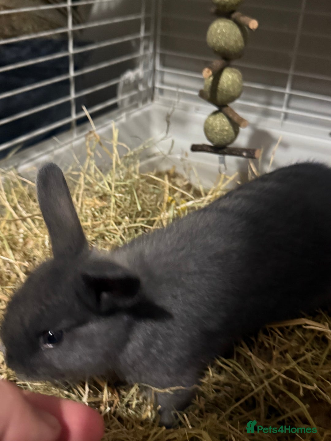 Mini Lion Lop rabbits for sale: lionlop baby bunny’s  - Image 21