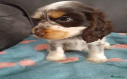 Cocker Spaniel dogs for sale: Beautiful kc reg show cocker puppies Ready Now - Image 8