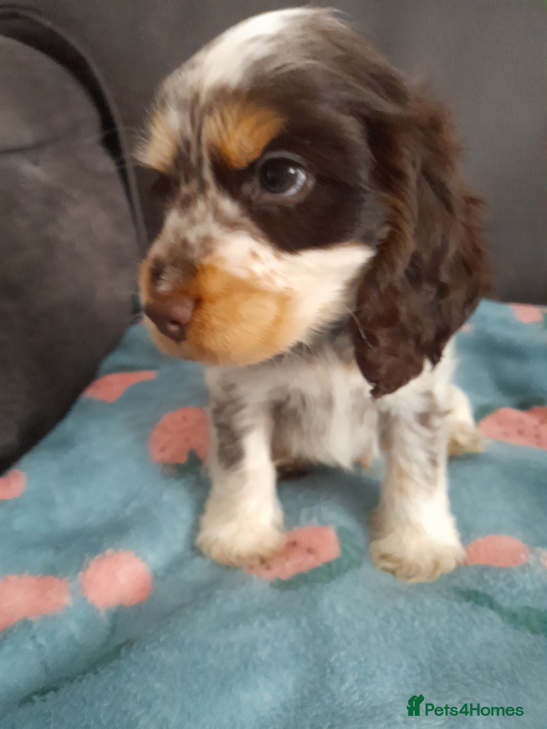 Cocker Spaniel dogs for sale: Beautiful kc reg show cocker puppies Ready Now - Image 8