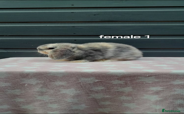 Mini Lop rabbits - Advert 2