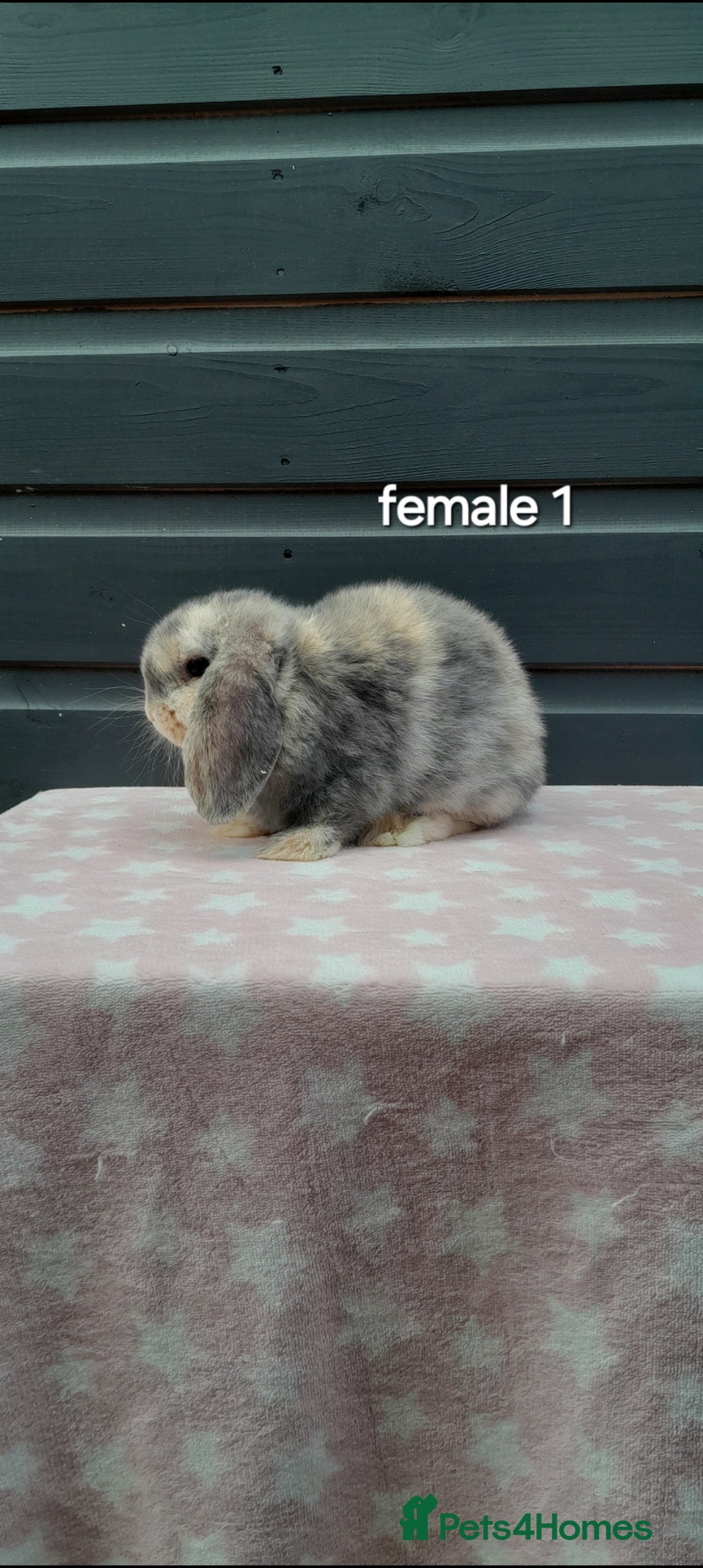 Mini Lop rabbits for sale: Gorgeous mini lop rabbits ready now  - Image 1