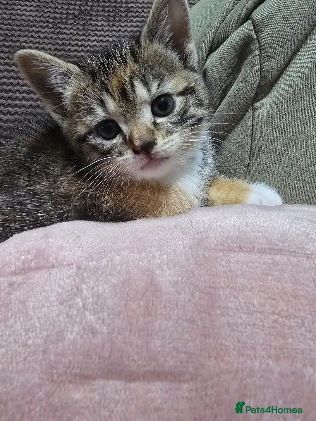 Mixed Breed cats for sale: Unique kittens in Oldham - Advert 2