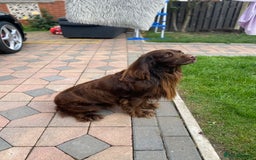 Cocker Spaniel dogs for stud: Sparkey, chocolate cocker spaniel  - Image 14