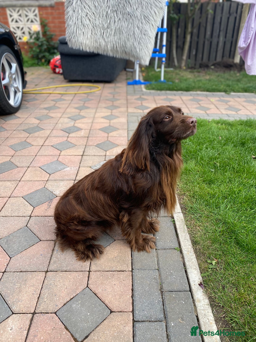 Cocker Spaniel dogs for stud: Sparkey, chocolate cocker spaniel  - Image 14