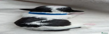 Shih Tzu Puppy 4
