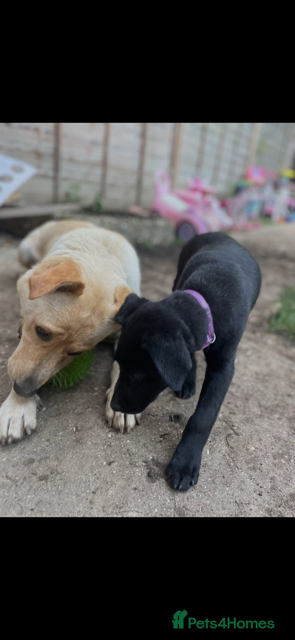 Mixed Breed dogs Bonnie -  - Advert 1