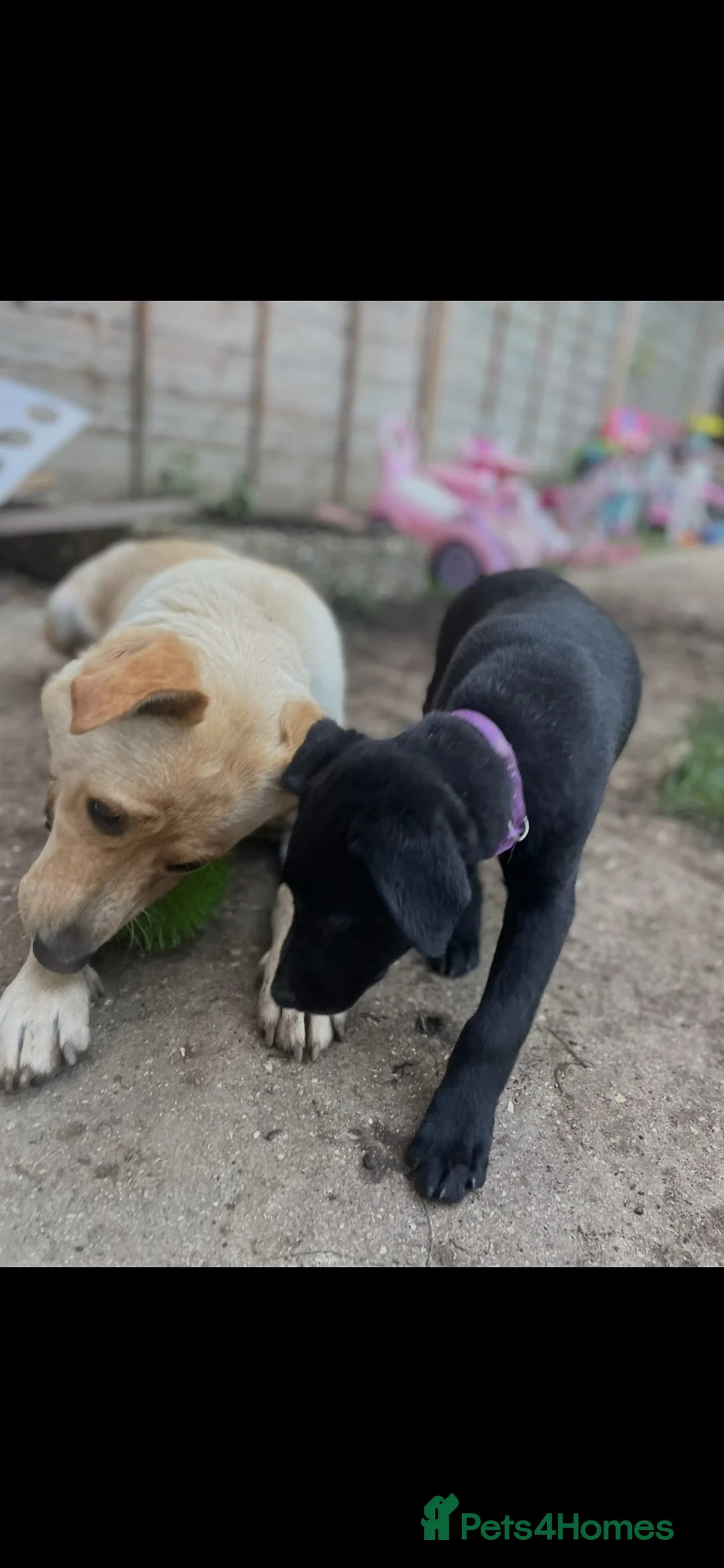 Mixed Breed dogs for sale: Bonnie -  - Advert 1