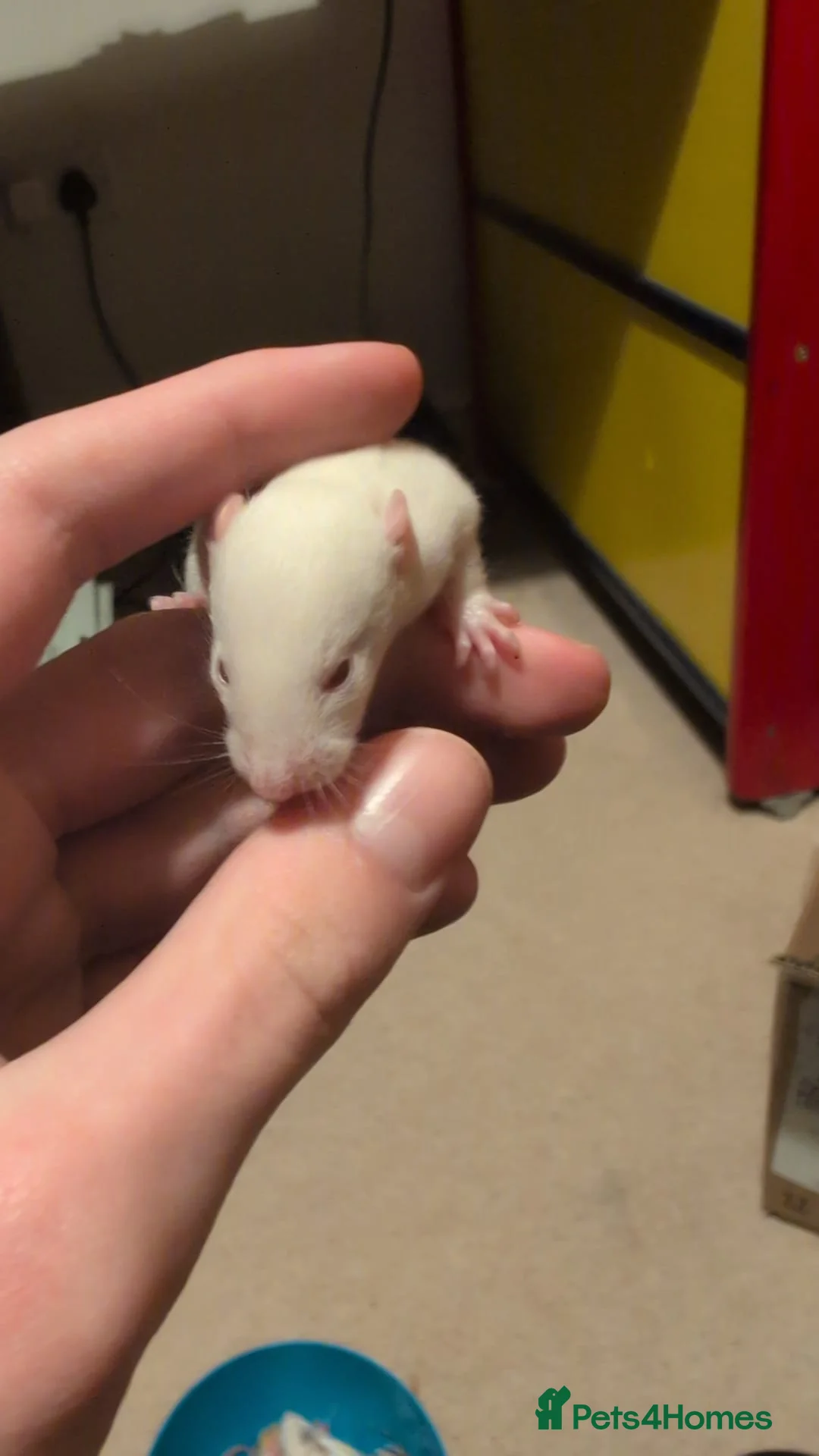 Rat rodents for sale: Multiple different Breeds, hand tame rats - Advert 7