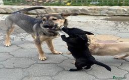 Mixed Breed dogs for adoption: MOCHI – a Superb young Girl for a Loving Home - Advert 15