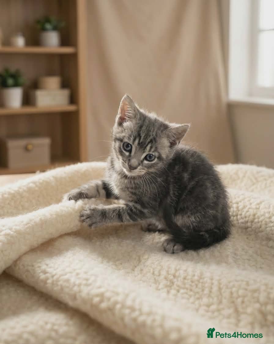 European cats Kitten male  - Advert 2