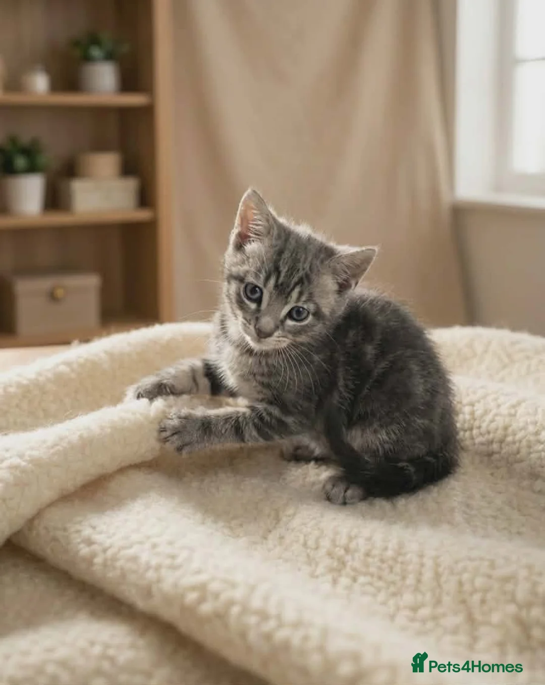 European cats for sale: Kitten male  - Advert 2