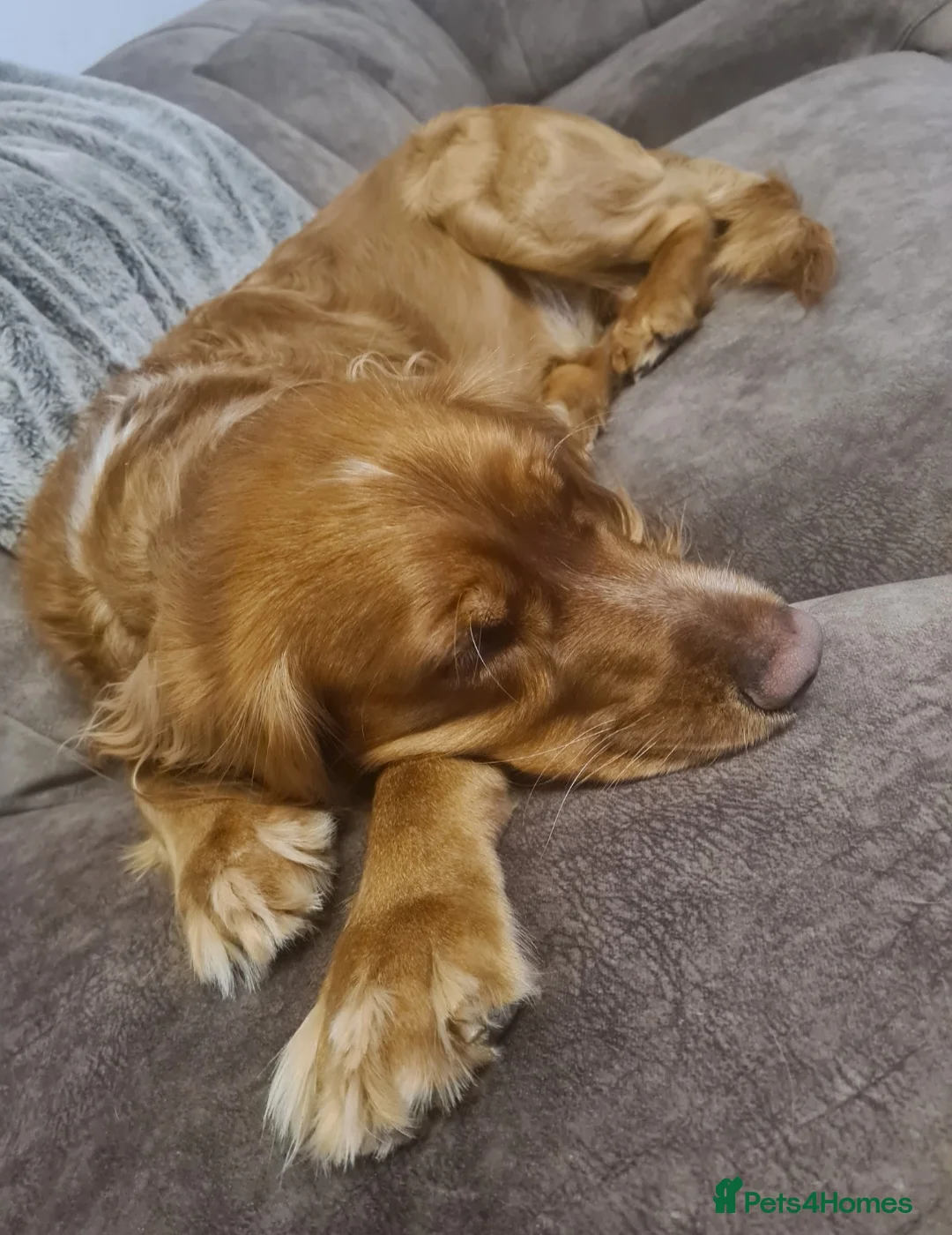 Sprocker dogs for stud: Proven Red Sprocker Stud in Stoke-on-Trent - Advert 2