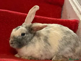 Mixed Breed rabbits Rabbit - Advert 14