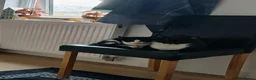 Domestic Shorthair cats for sale: Female Domestic Shorthai in Manchester - Advert 1
