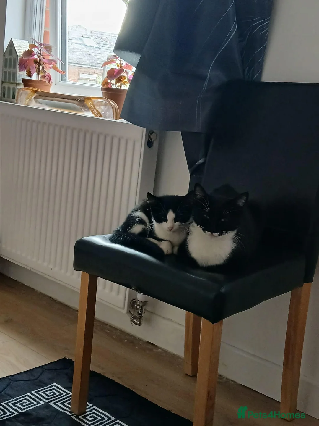 Domestic Shorthair cats for sale: Female Domestic Shorthai in Manchester - Advert 1