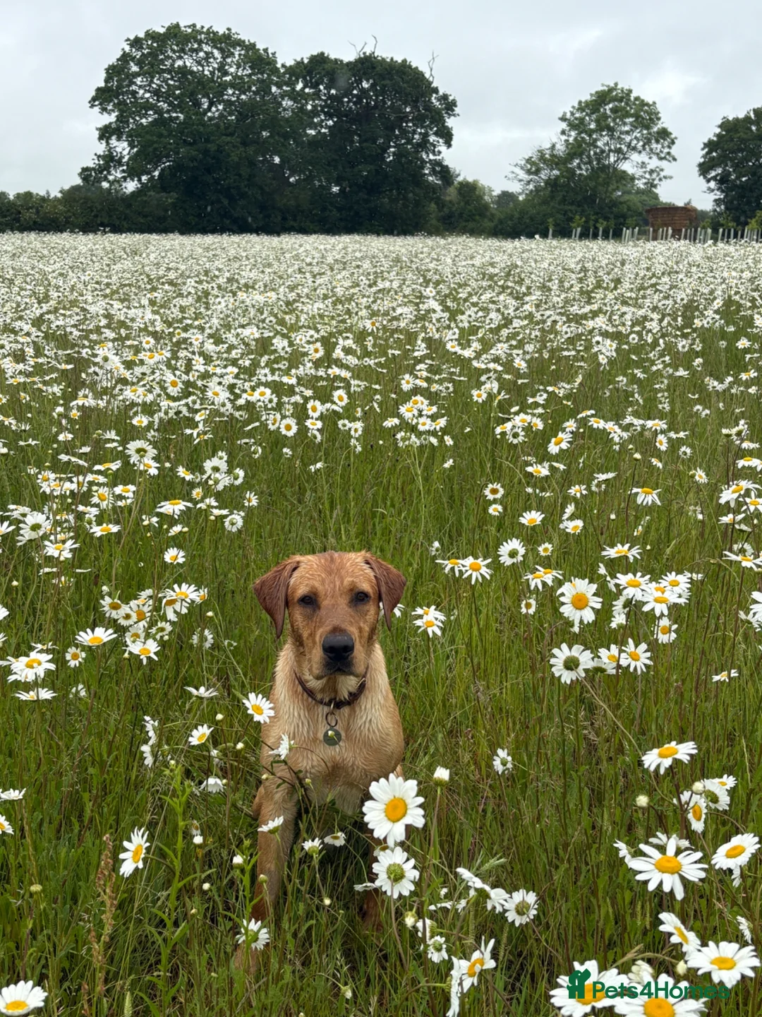 Labrador Retriever dogs for sale: Beautiful fully trained pet labrador  - Advert 9