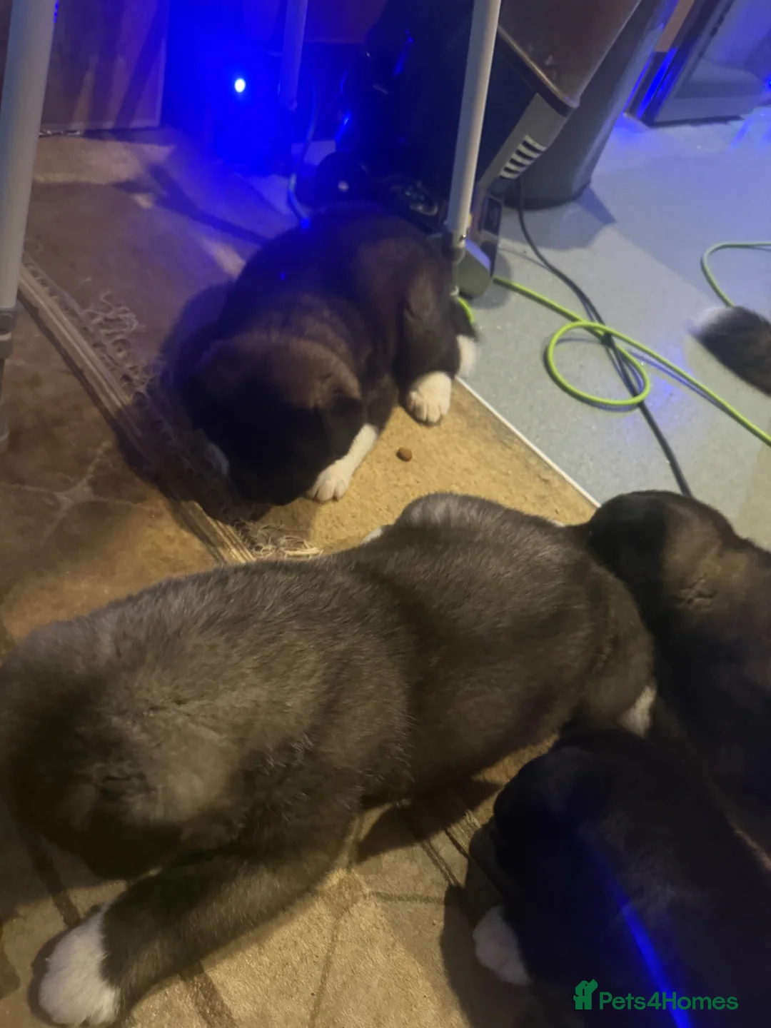 Akita dogs for sale: Puppys in London - Advert 1