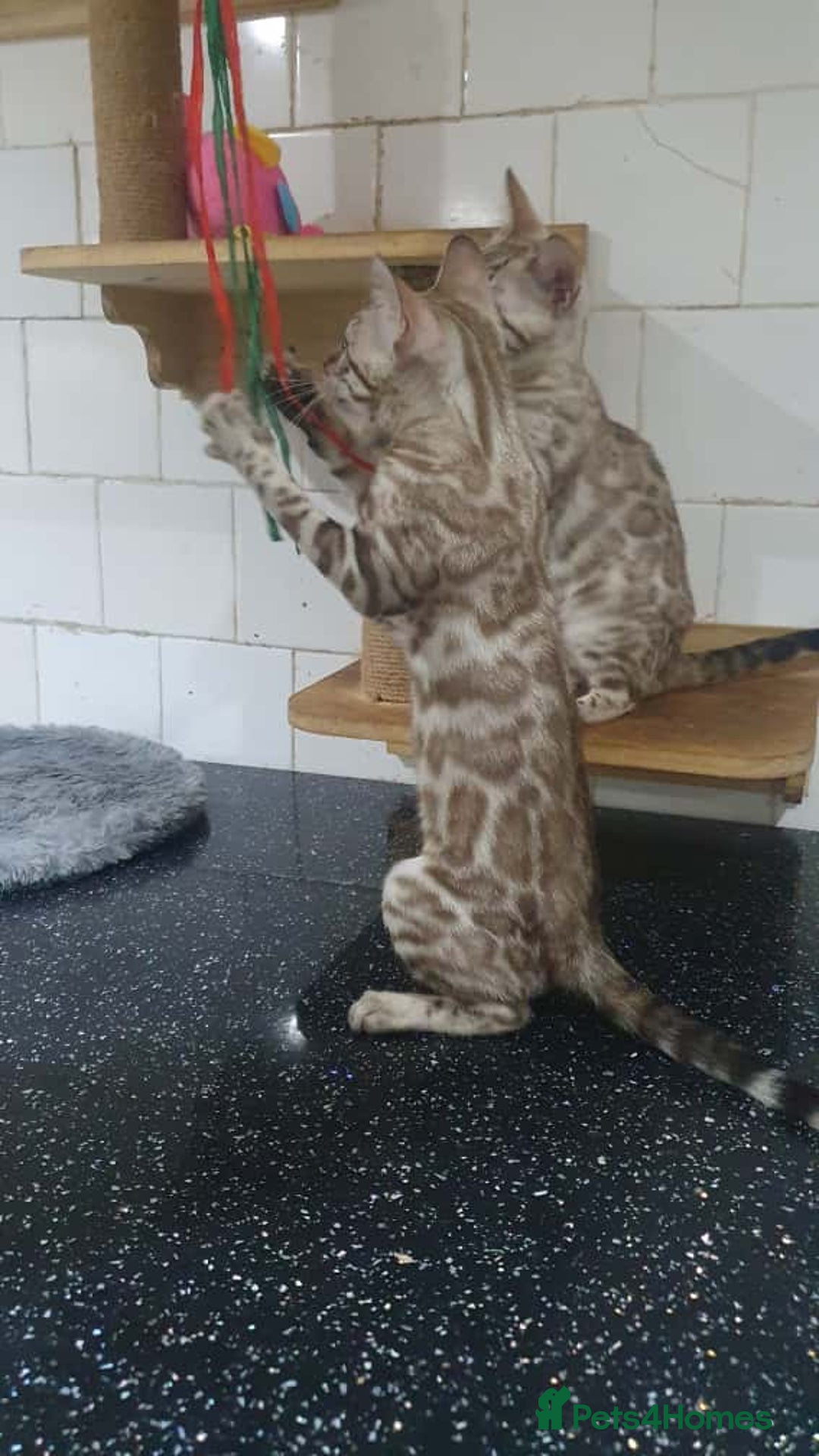 Bengal cats for sale: 🔥✨Pedigree TICA-Registered Bengals - Image 12