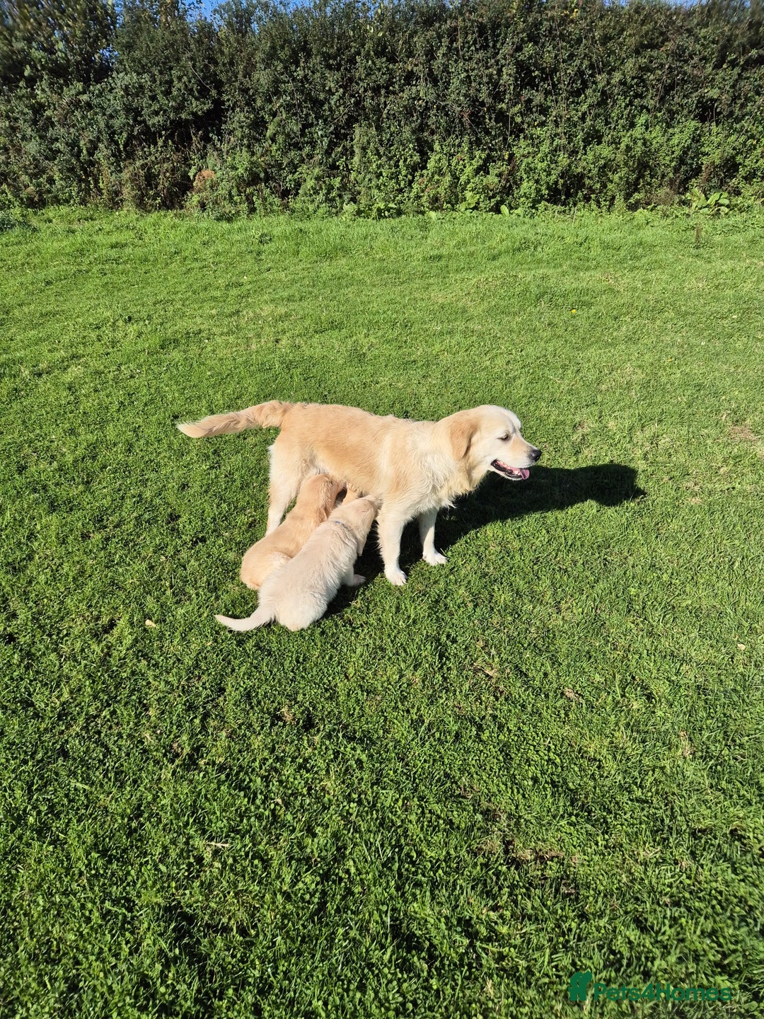 Golden Retriever dogs for sale: Beautiful golden retriever, girl  - Advert 1