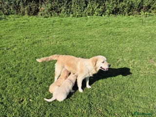 Golden Retriever dogs Beautiful golden retriever, girl - Advert 4