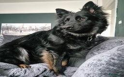 German Shepherd dogs for sale: GSD 2½ male - Image 1