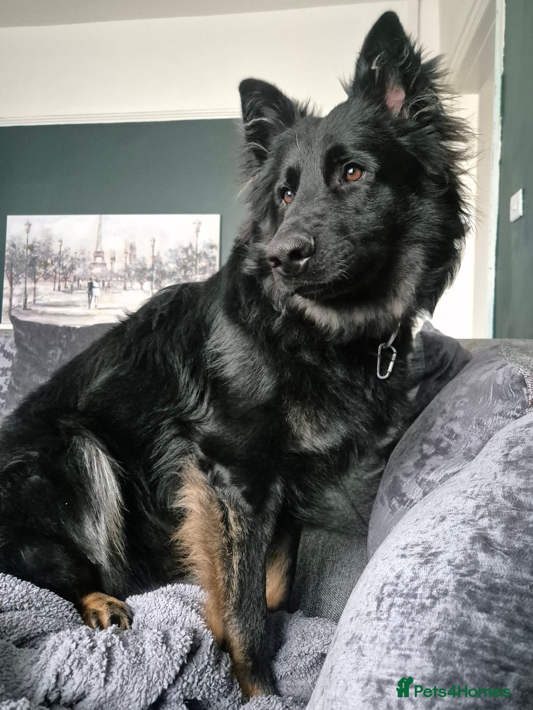 German Shepherd dogs for sale: GSD 2½ male - Image 1
