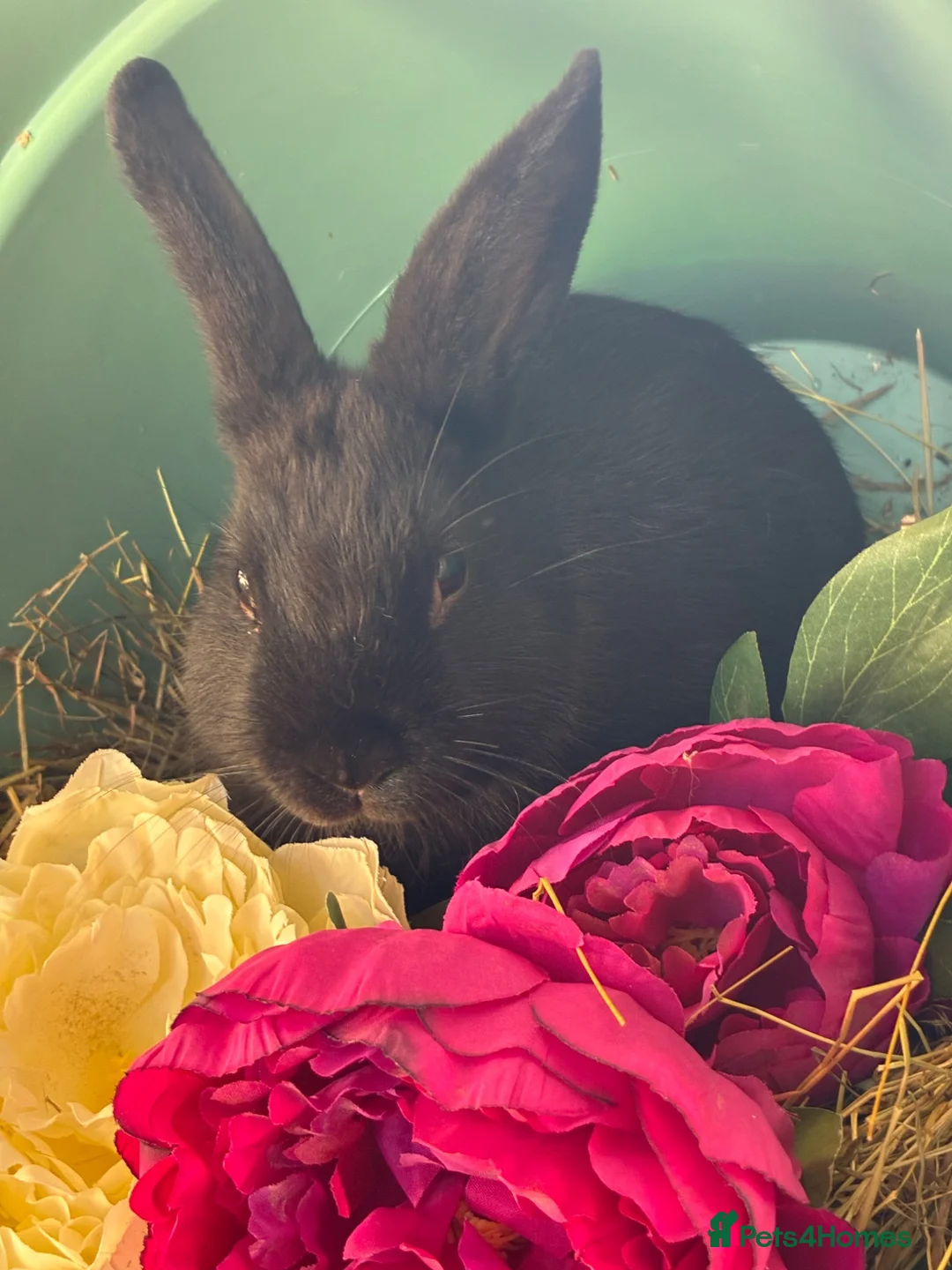 Mini Lop rabbits for sale: Neatherland dwarf X Mini lop  - Advert 2