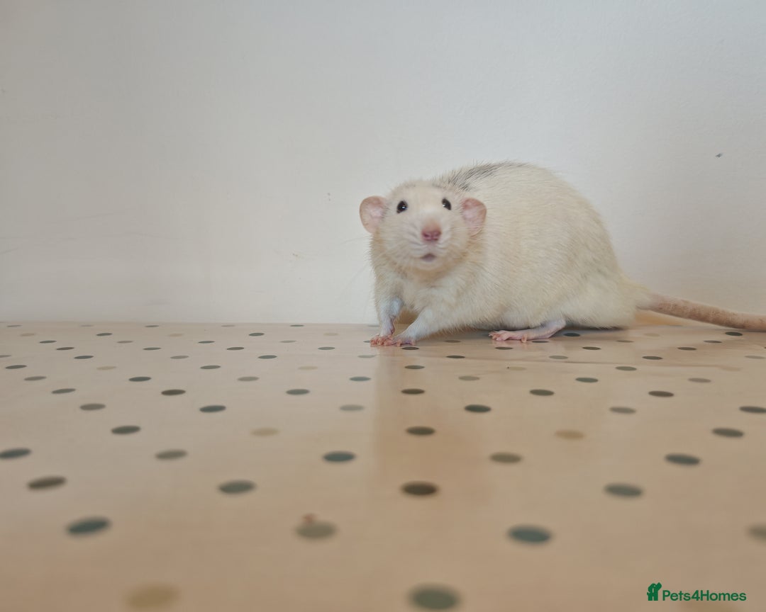 Rat rodents for sale: Trio of Male Dumbo Rats and Cage - Advert 13