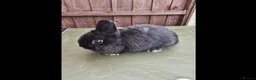 Netherland Dwarf rabbits for sale: Netherland Dwarf - Black Self Doe for Sale - Advert 2
