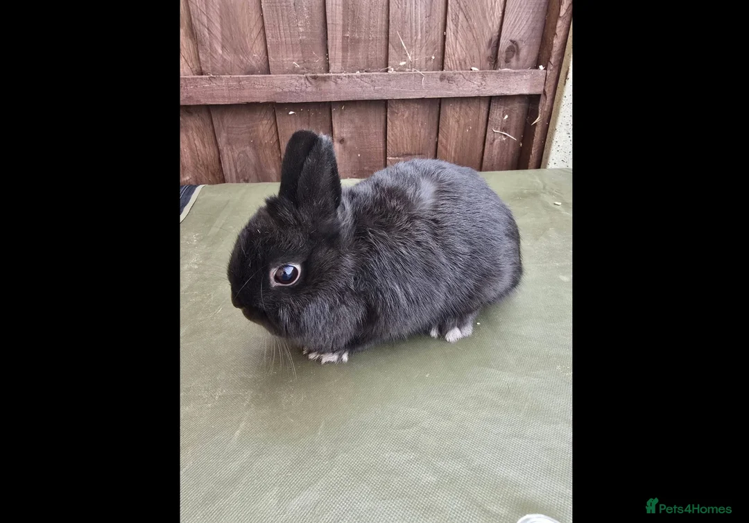 Netherland Dwarf rabbits for sale: Netherland Dwarf - Black Self Doe for Sale - Advert 2