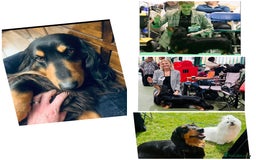 Dachshund dogs for stud: Long haired standard Dachshund - Image 1