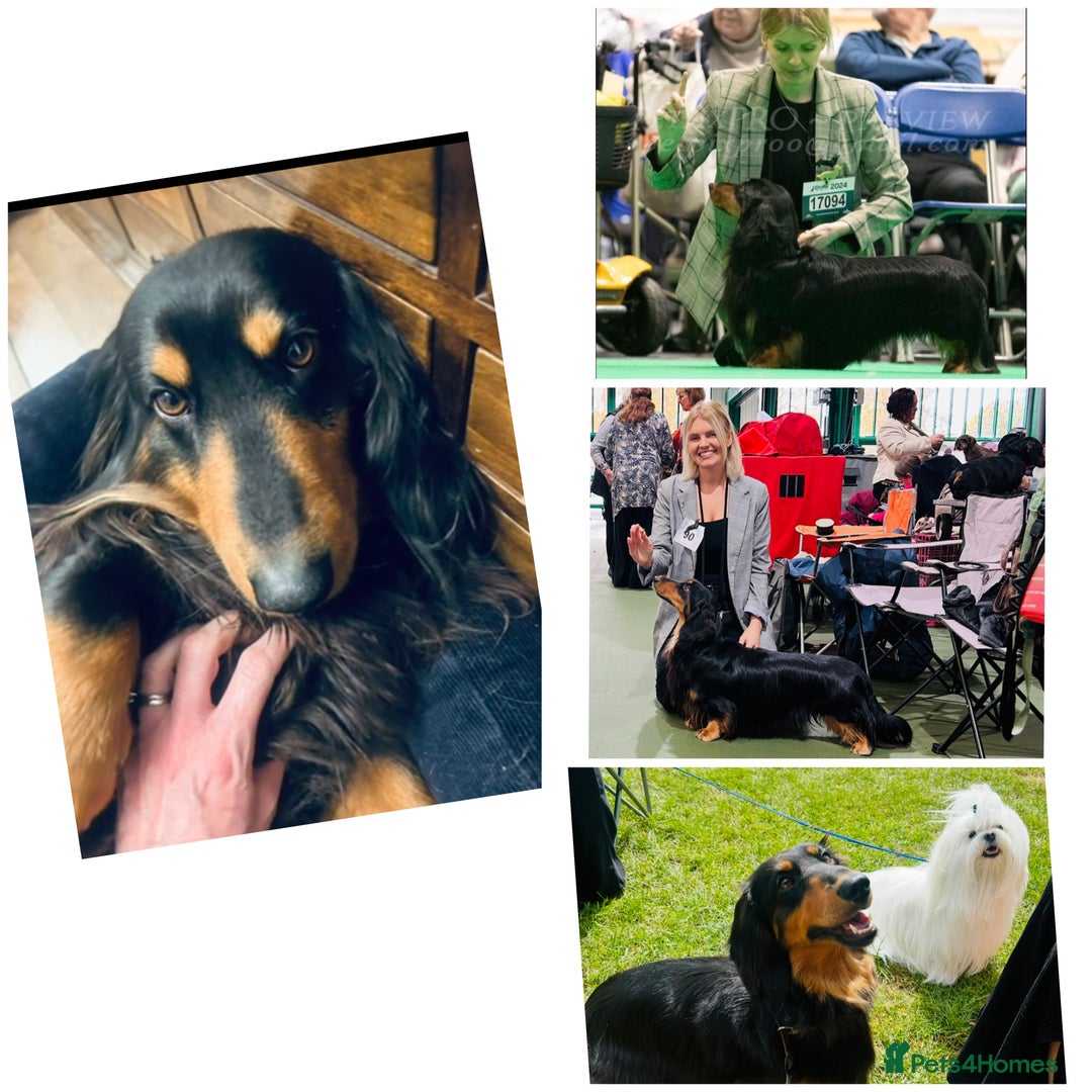 Dachshund dogs for stud: Long haired standard Dachshund - Image 1