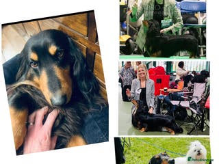 Dachshund dogs Long haired standard Dachshund - Advert 6