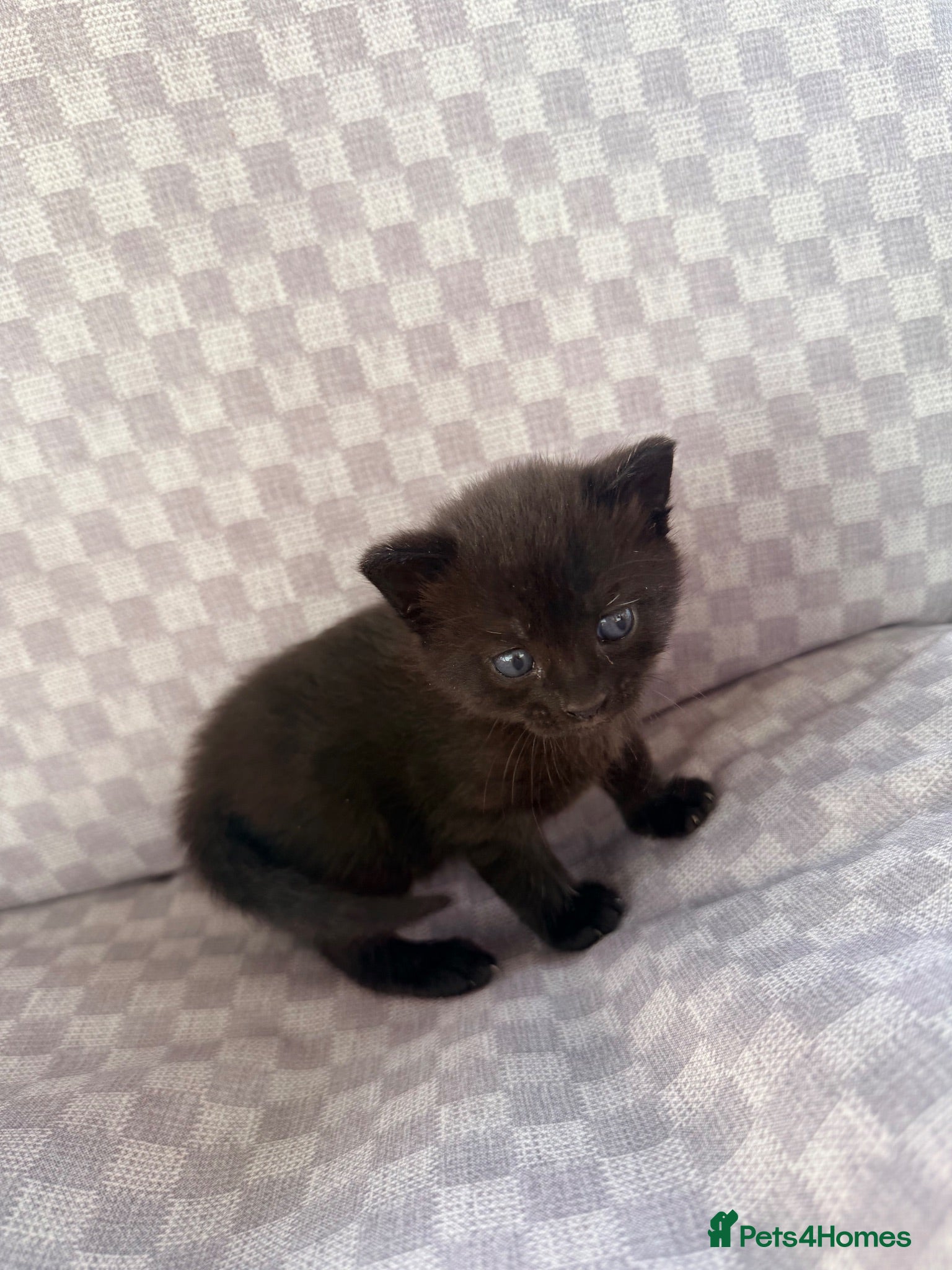 Mixed Breed cats Black tabby kittens  - Advert 1