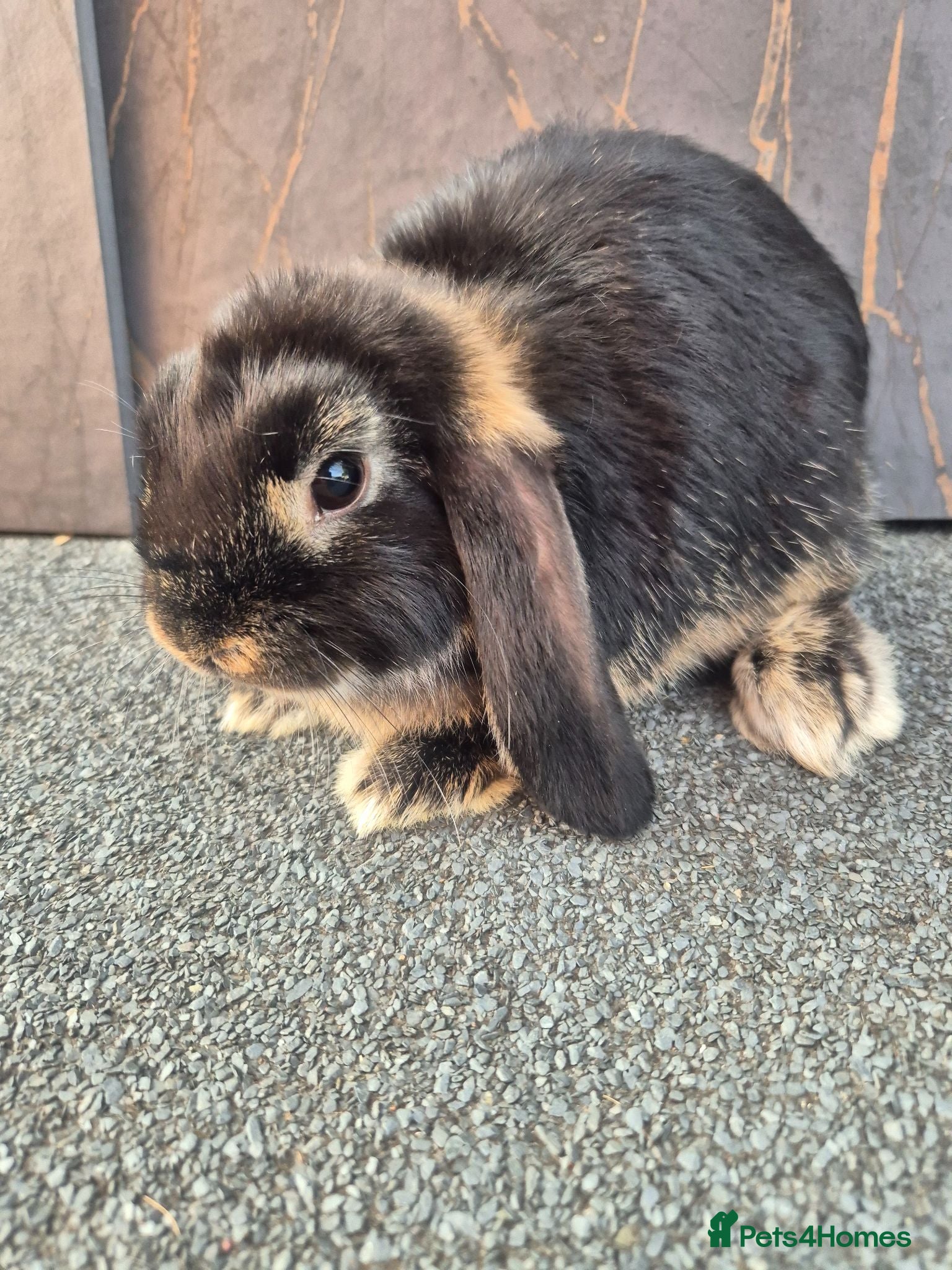 Mini Lop rabbits ❤️ ready to leave 💙  - Advert 1
