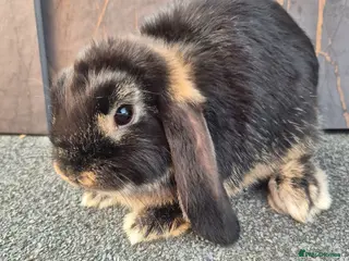 Mini Lop rabbits ❤️3 exceptional boys 💙 - Advert 1