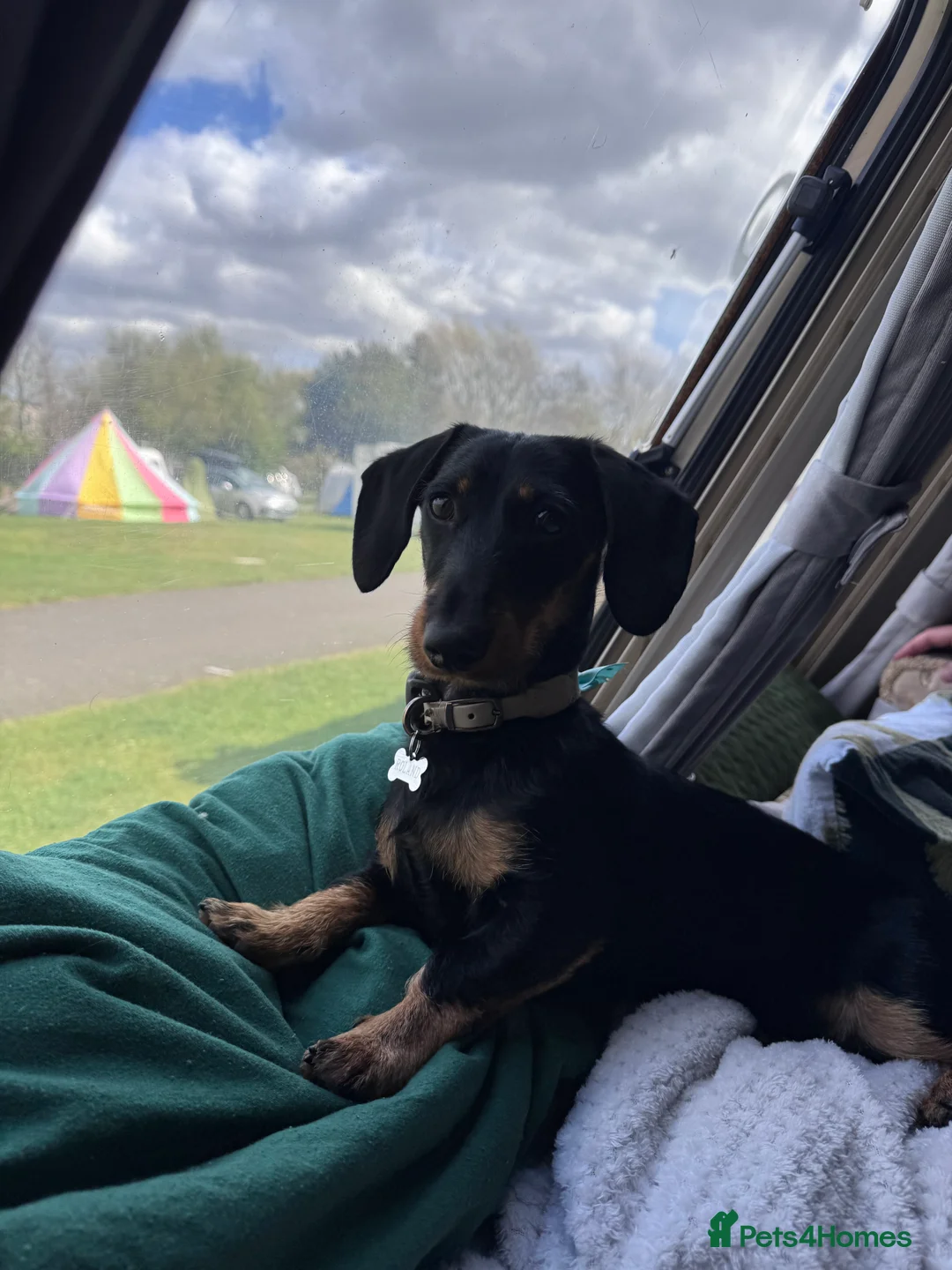 Dachshund dogs for sale: 1 year old male dachshund  - Advert 6