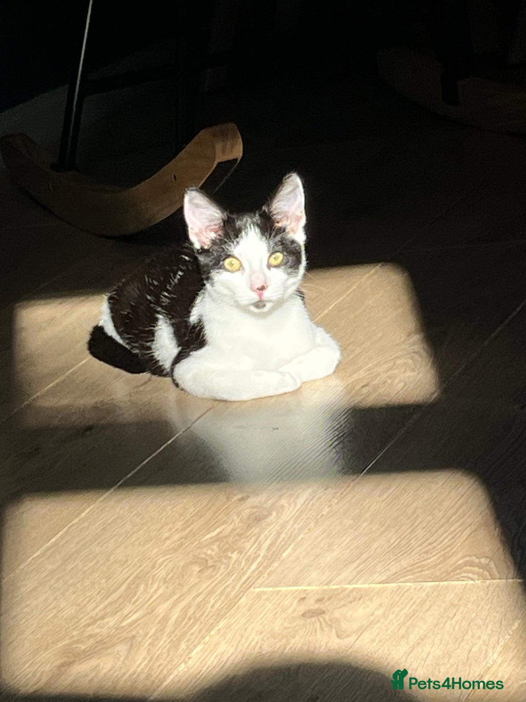 Mixed Breed cats for sale: Rudy Boy  - Image 1