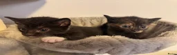 Mixed Breed cats for sale: Kittens 🐱  - Advert 4
